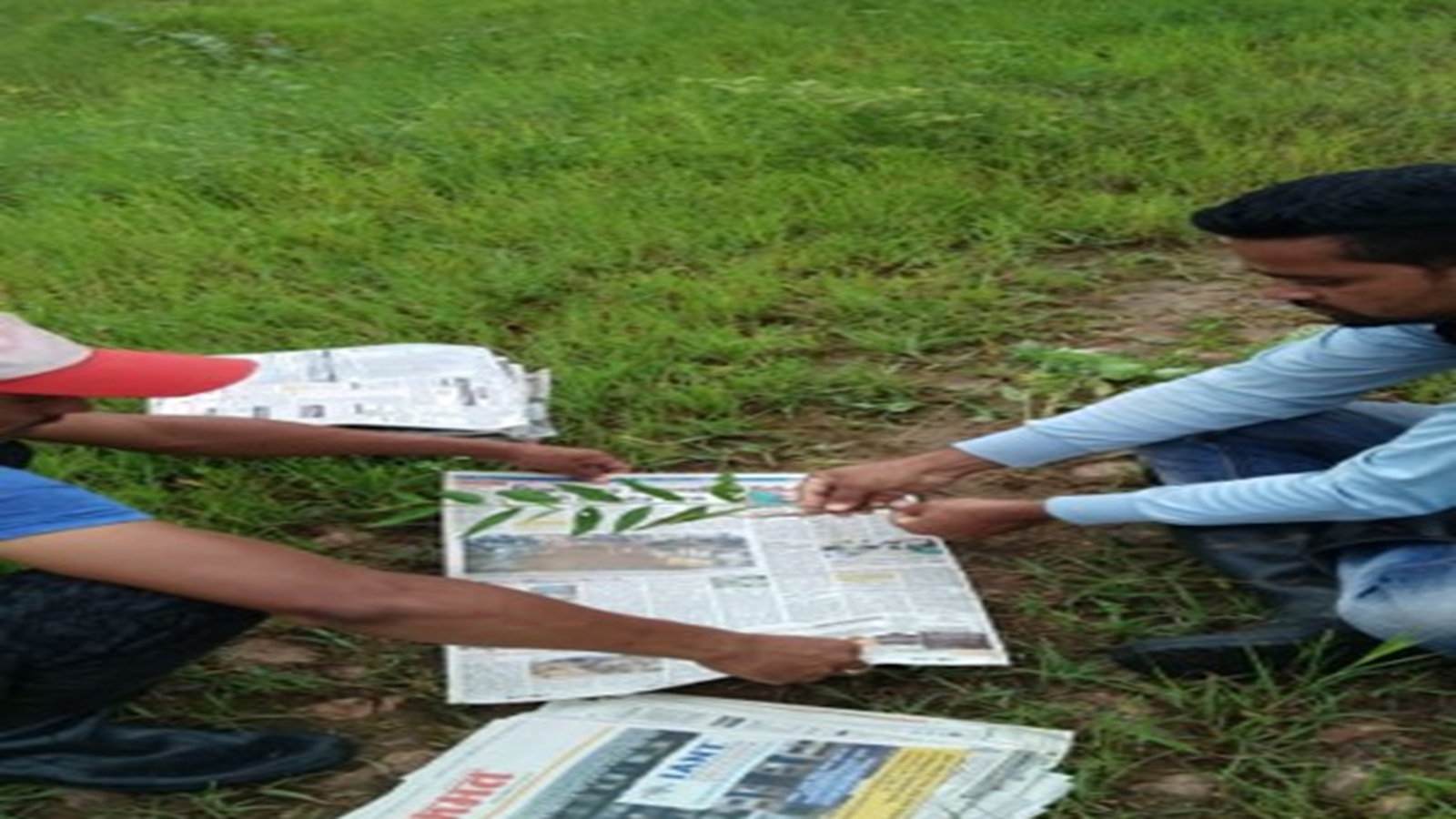 Forest