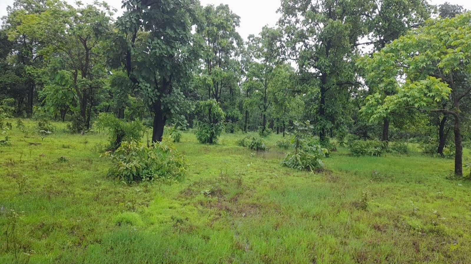 Forest