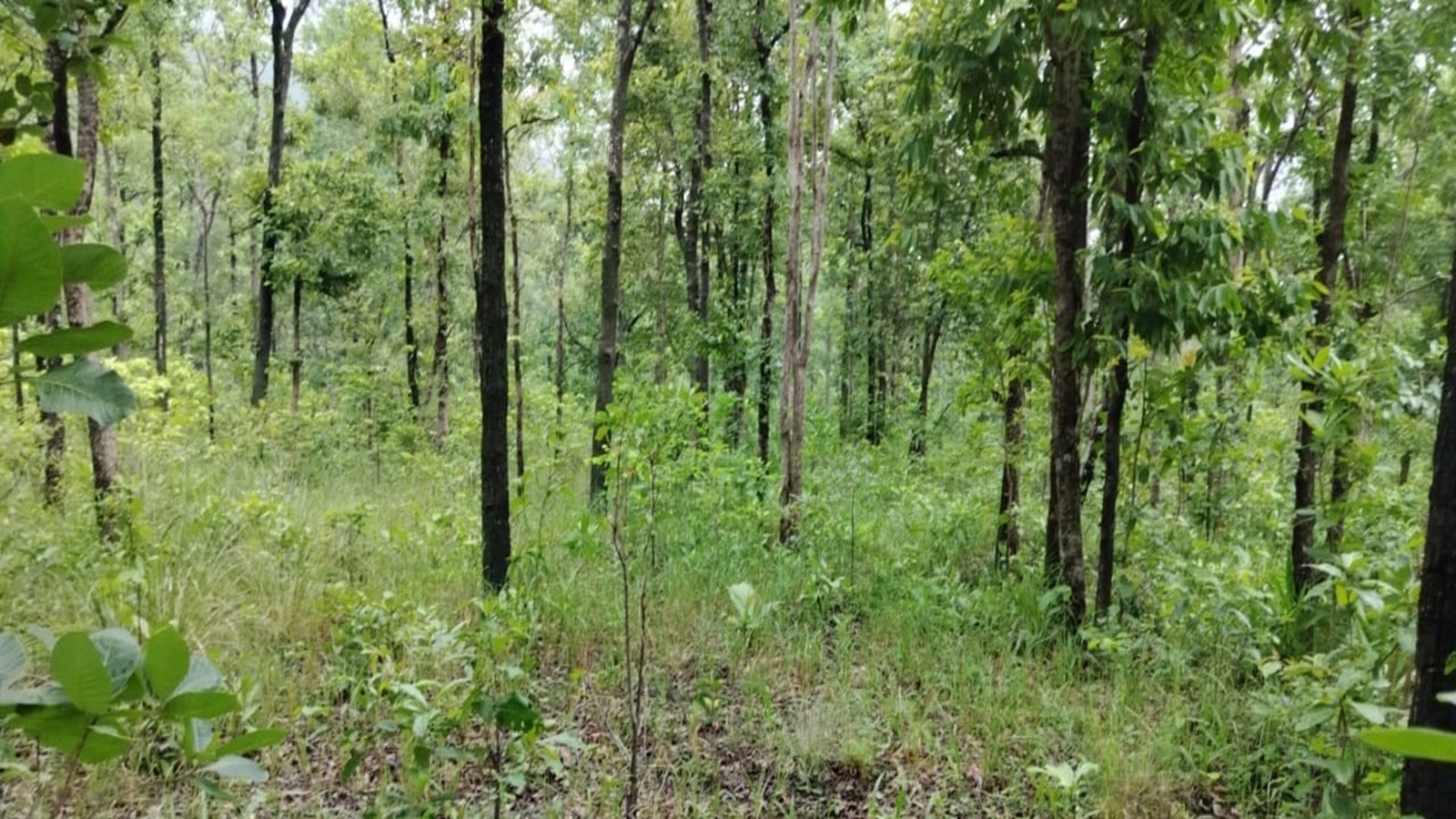 Forest