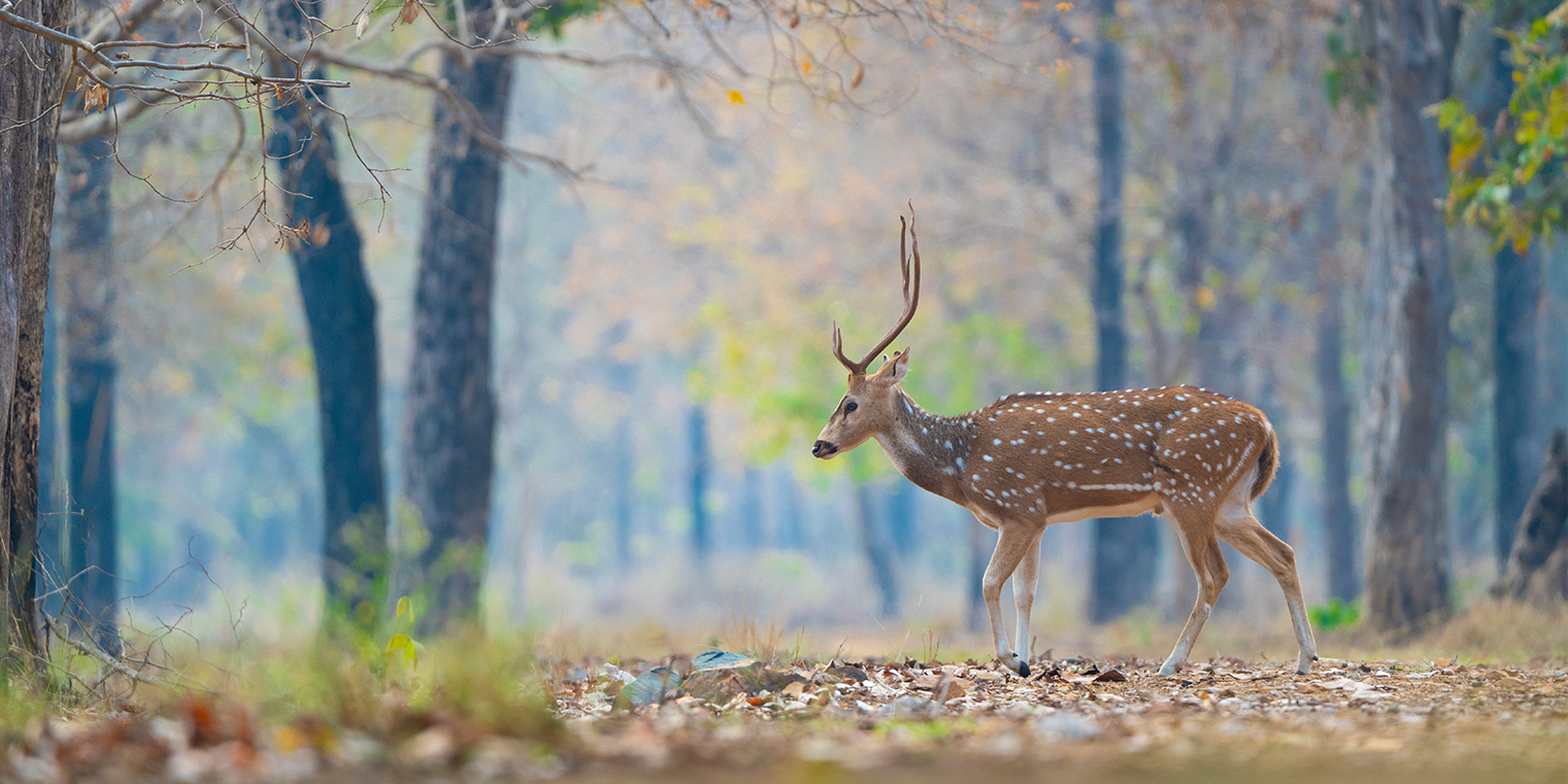 Wildlife