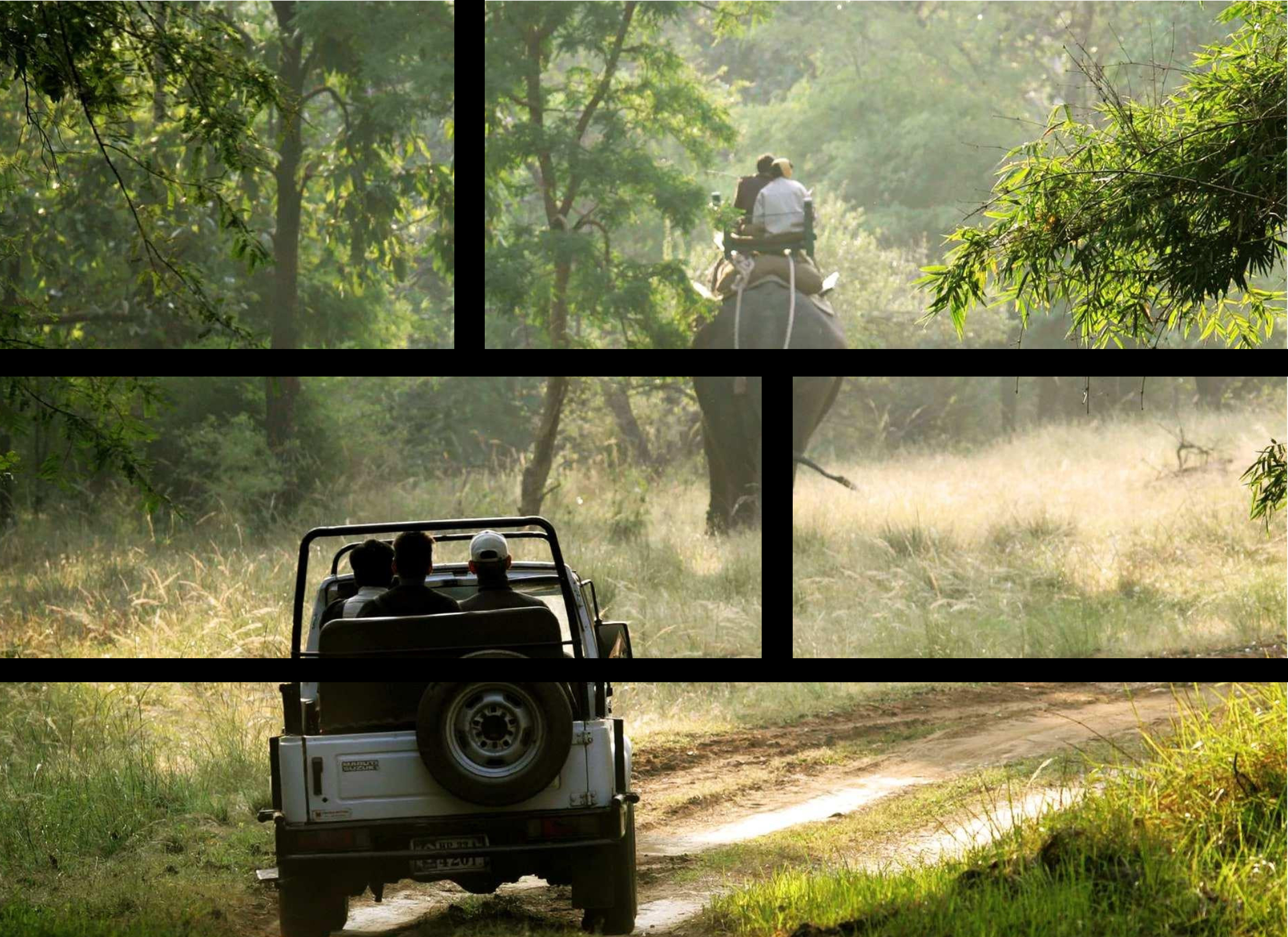 safari-grid