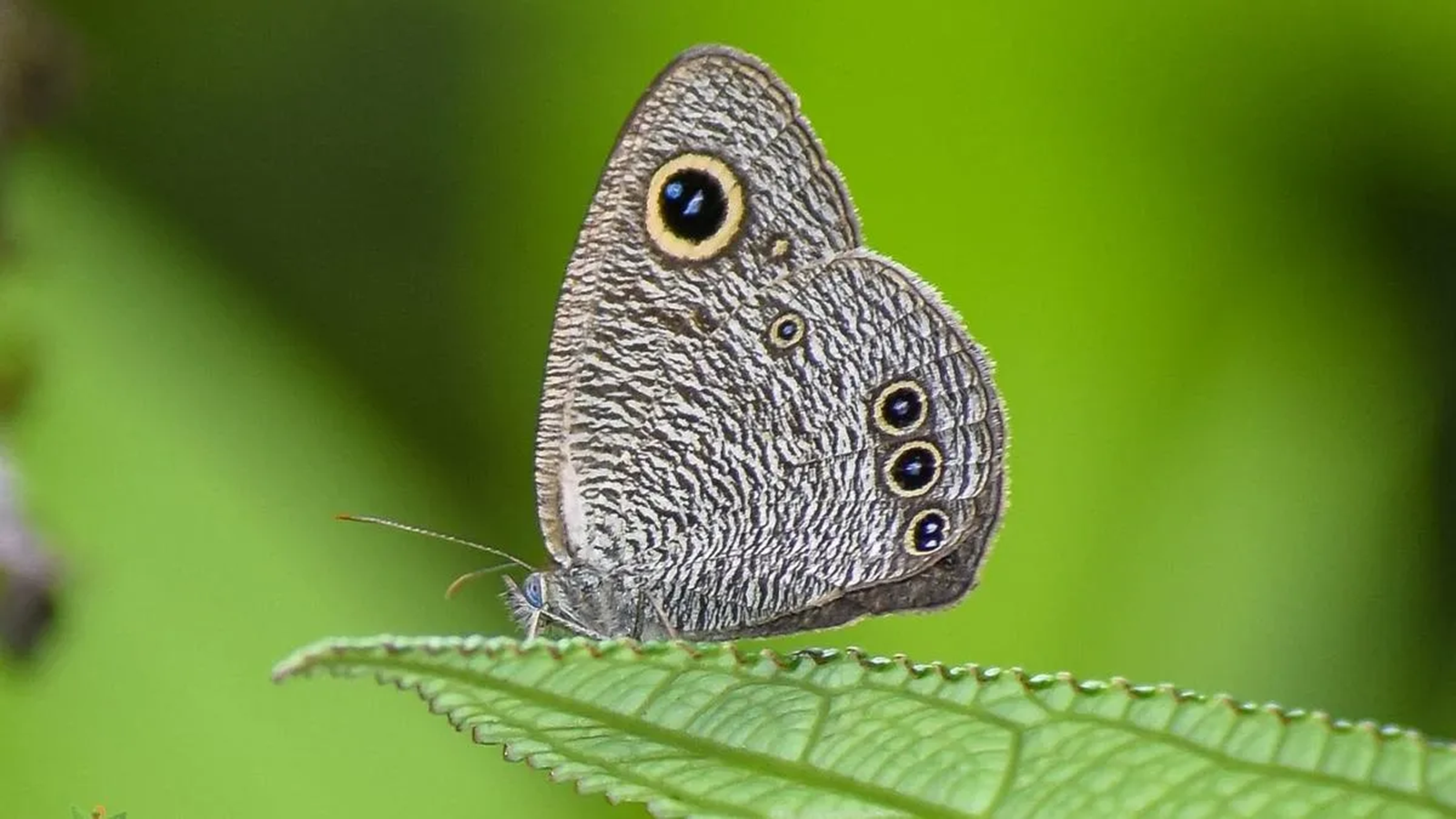 Manis crassicaudata