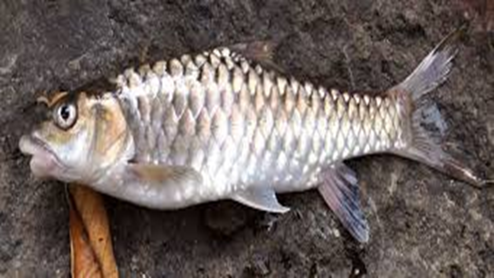 Manis crassicaudata