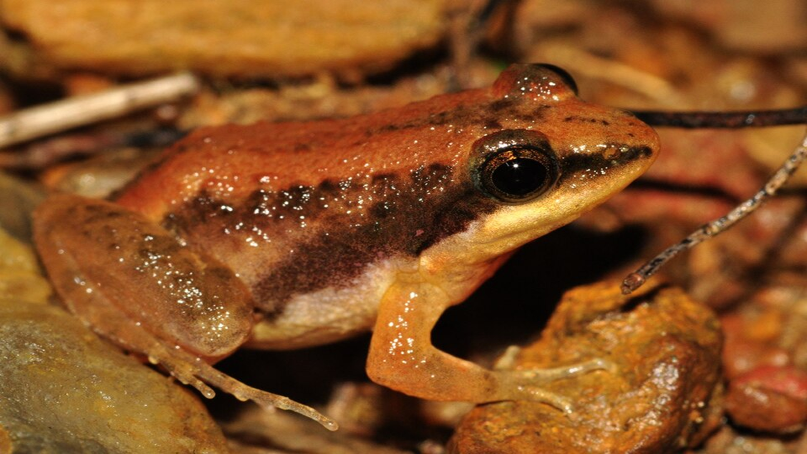Manis crassicaudata