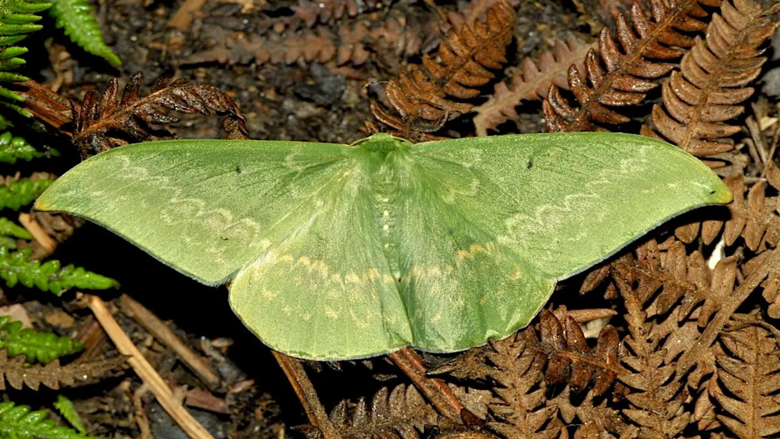 Manis crassicaudata