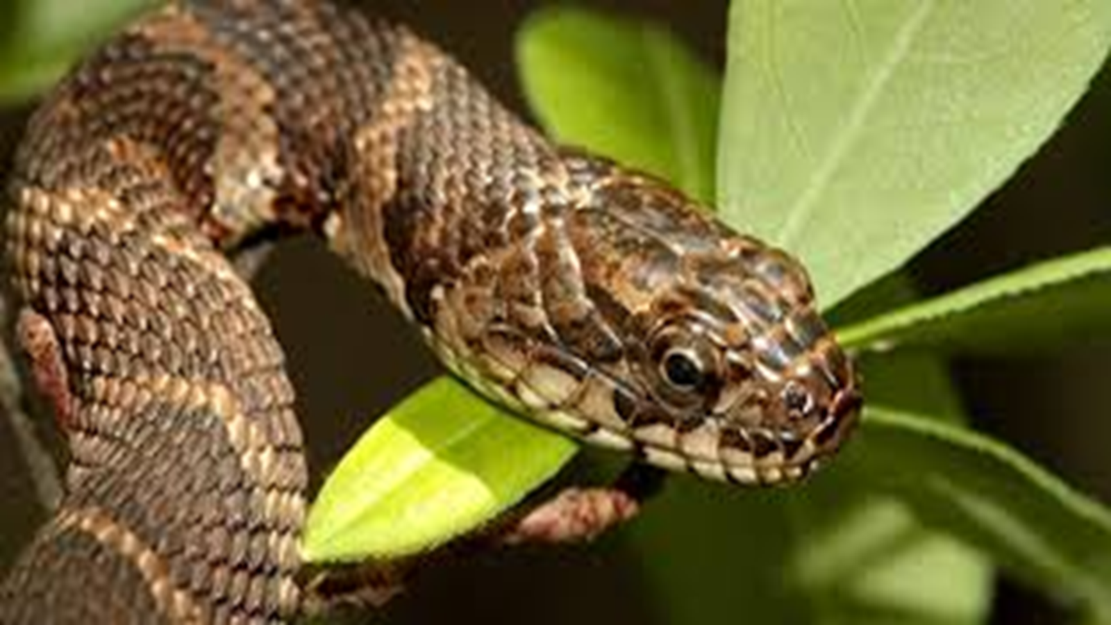 Manis crassicaudata