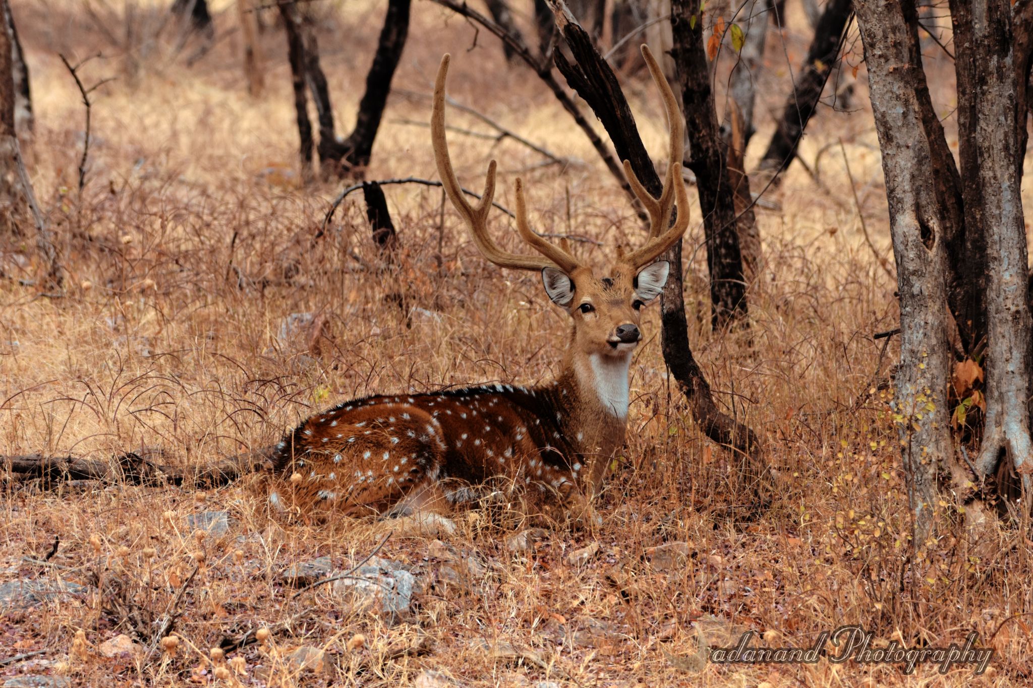 Indian Gaur