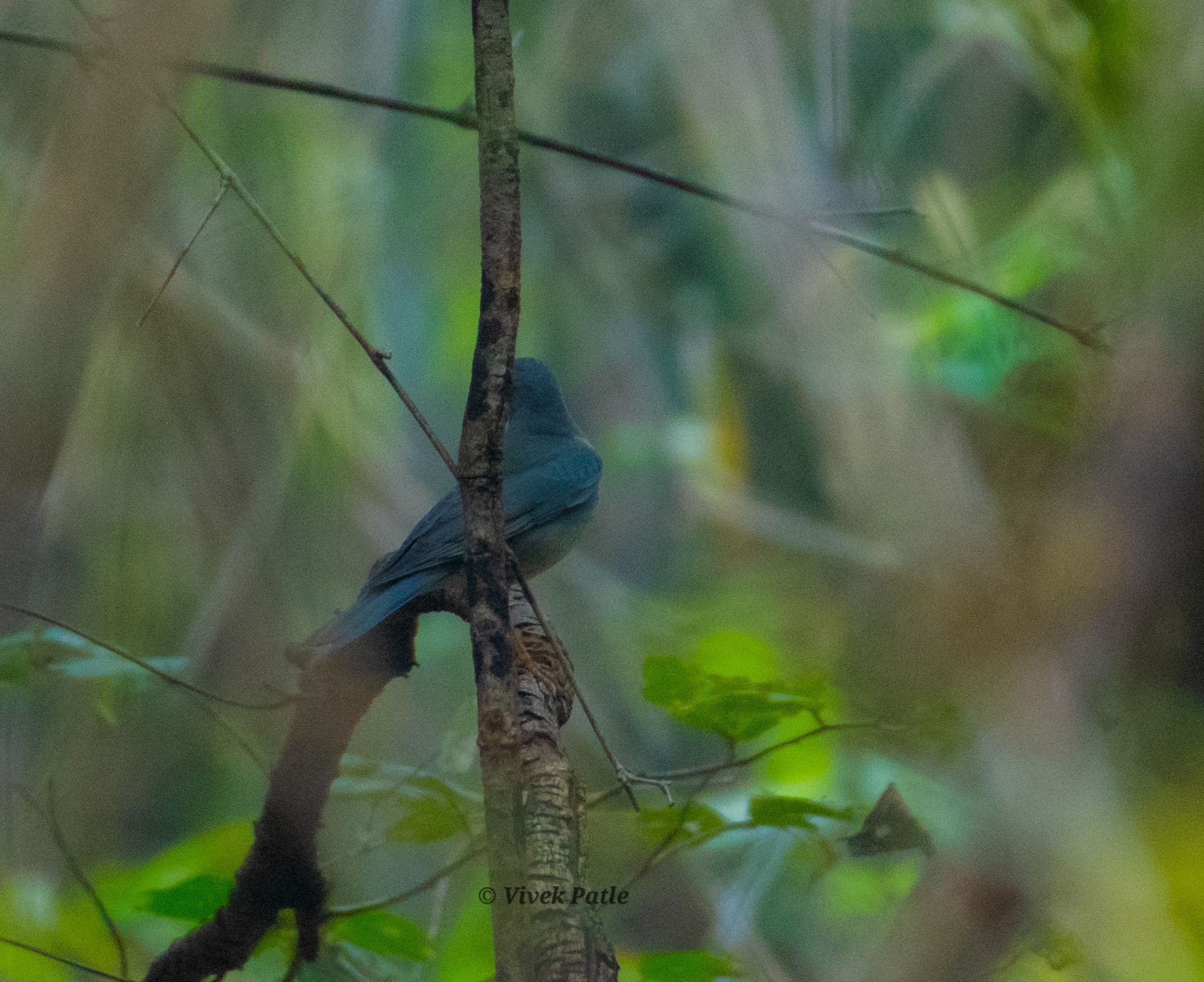 bird survey 2023