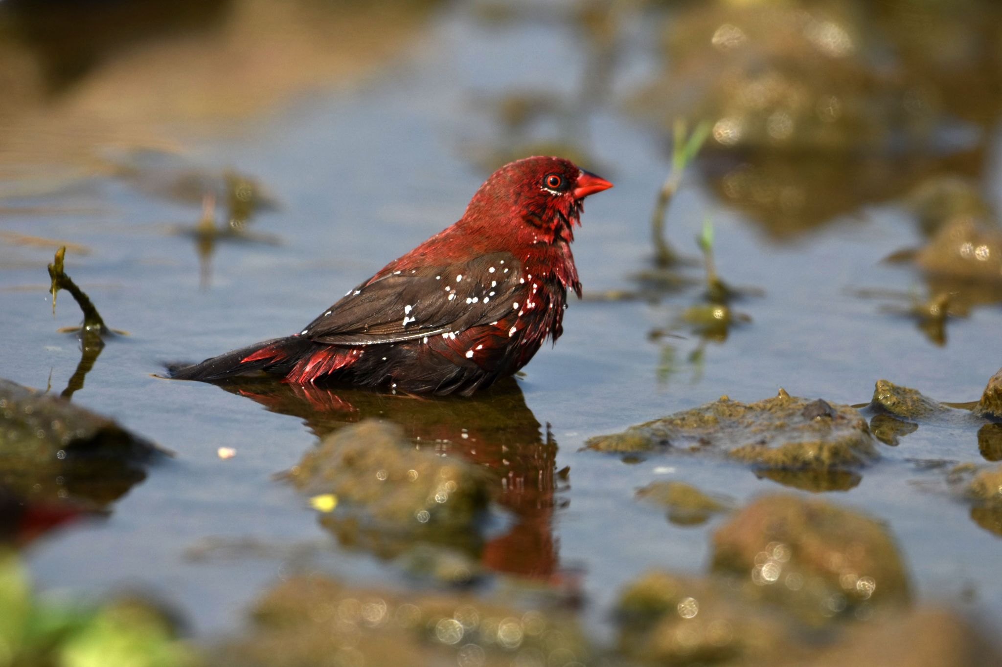bird survey 2023