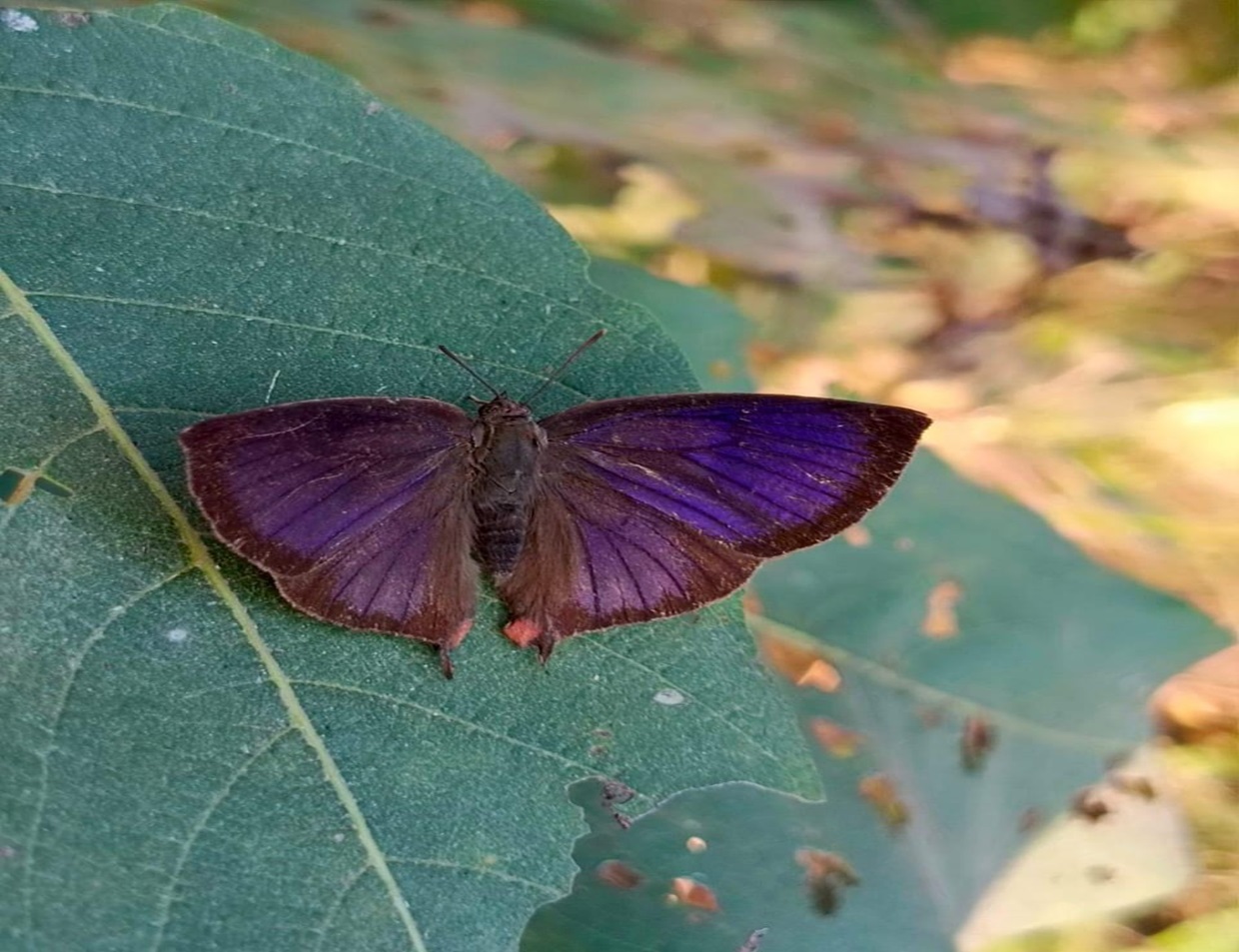 Butterfly 2023