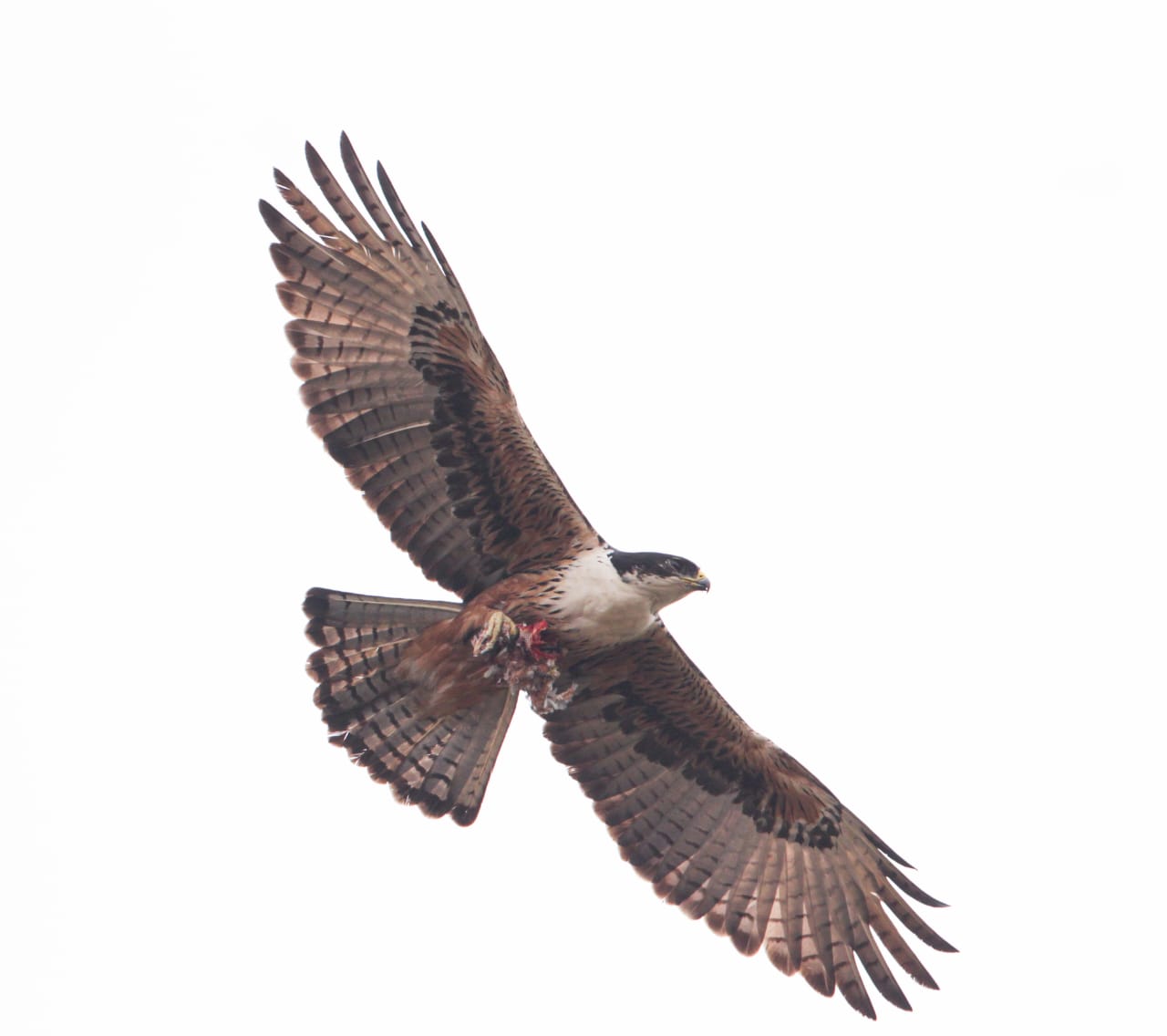 Bird Survey