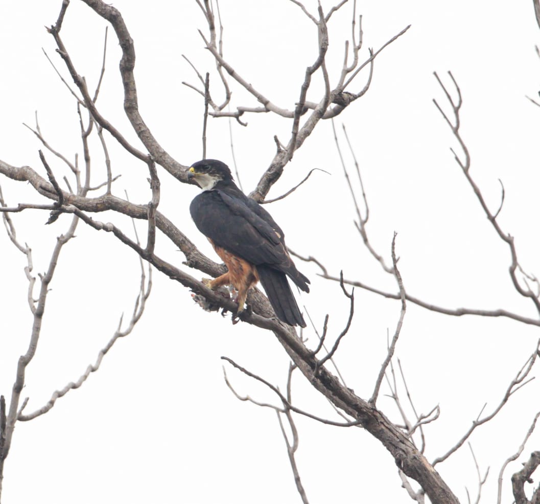 Bird Survey