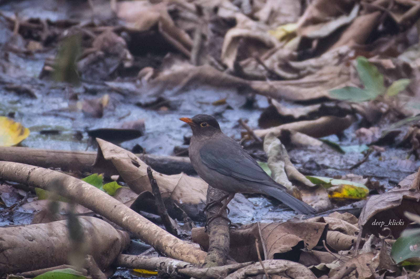 Bird Survey