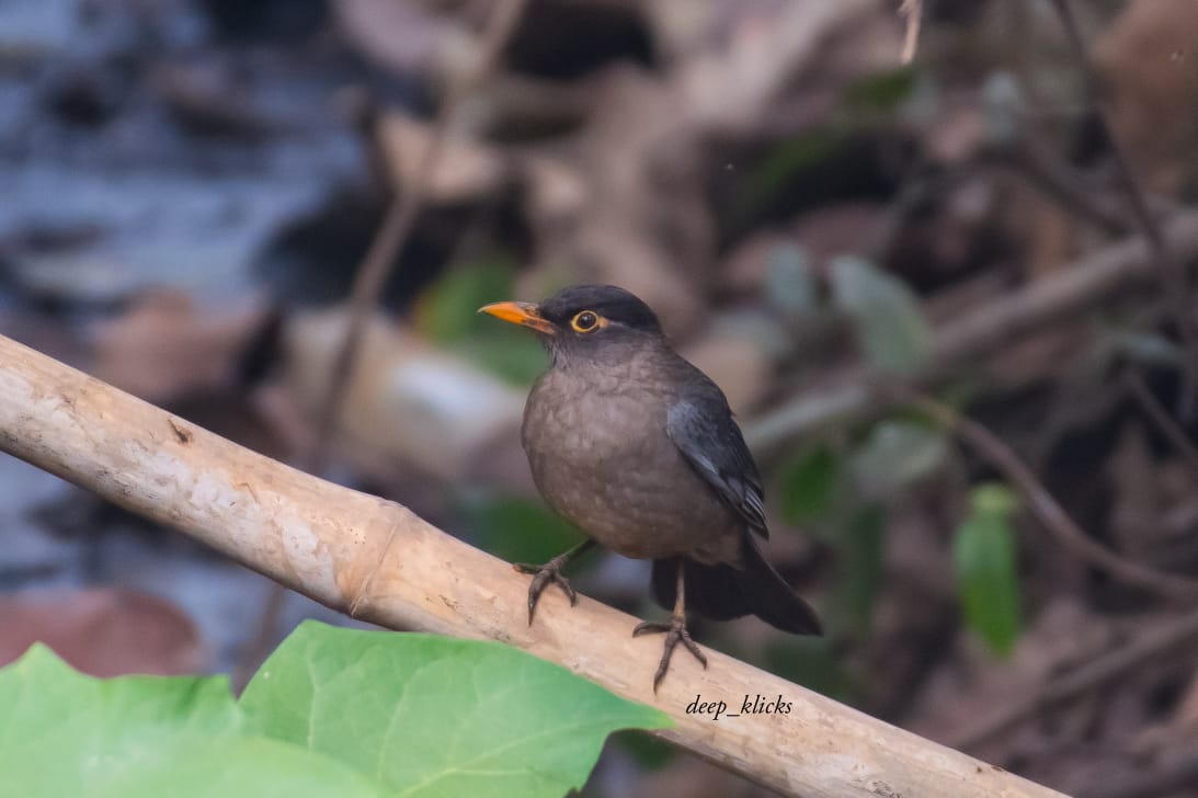 Bird Survey
