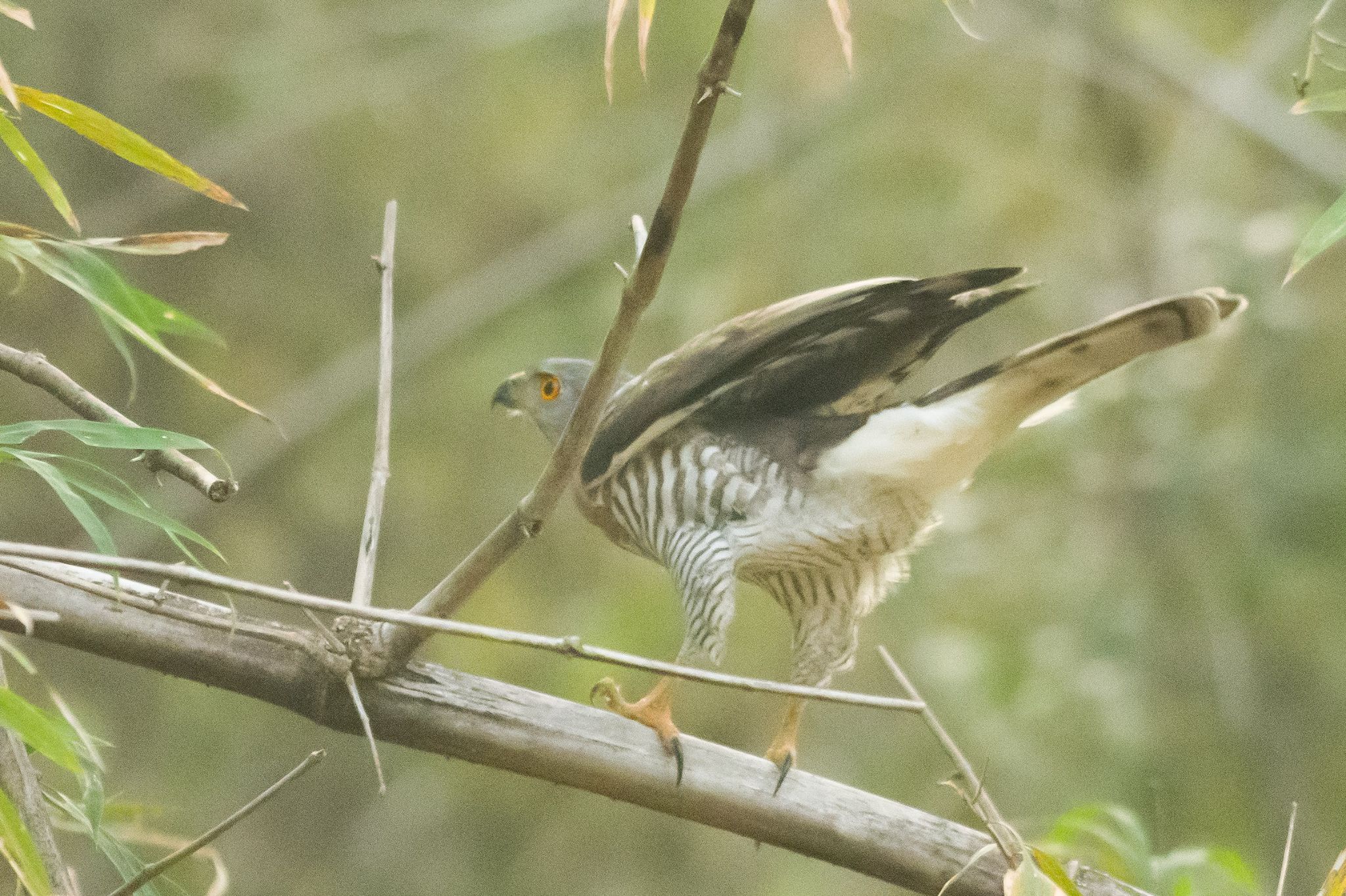 Bird Survey
