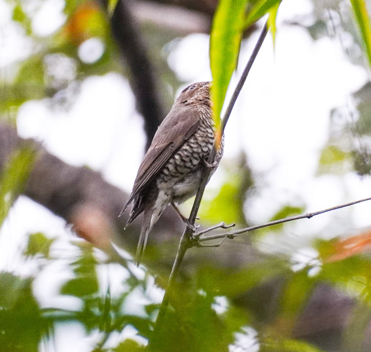 Bird Survey