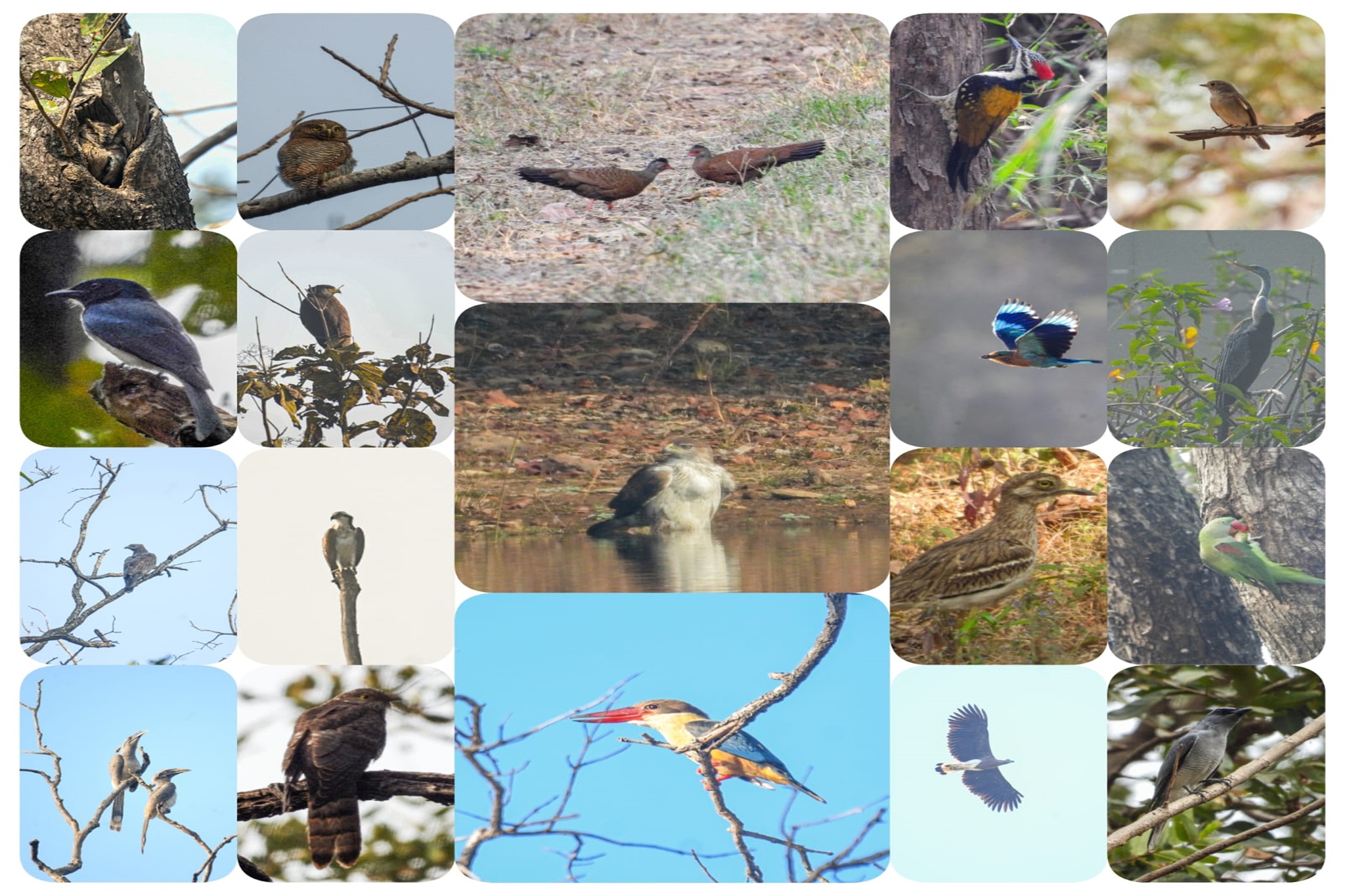 bird-event